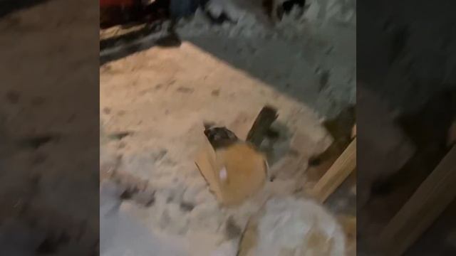 Запасаемся дровами. смотреть онлайн