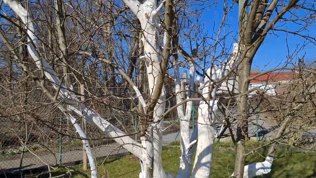 Белый крокус. Повесили домики для птиц на дачном участке. Много шмелей. Дачный участок в Германии. смотреть онлайн