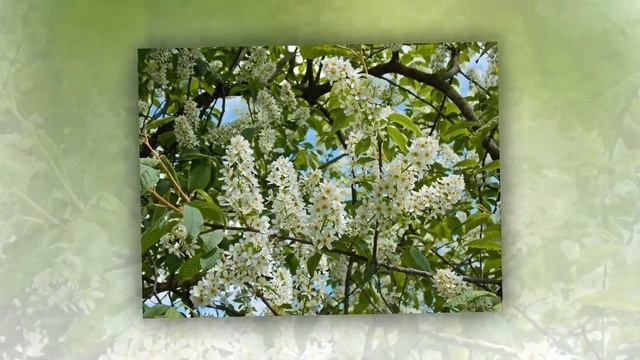 The Bird Cherry Tree Черемуха Padus смотреть онлайн