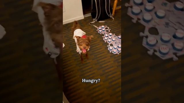 TALKING Dog Said YOU KNOW WHAT I WANT! WE’RE DONE!” #fluentpet #talkingdog