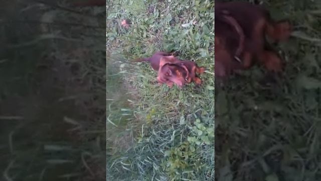 Рокки смотреть онлайн