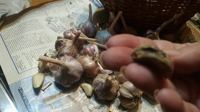 Внимание! Опасный вредитель на чесноке! Срочно проверьте свой чеснок! смотреть онлайн