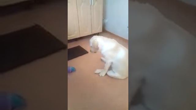 Кони указывает где спрятан корм в какой руке.