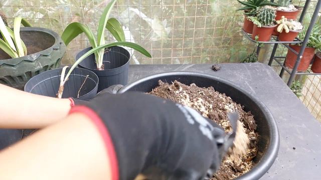 #44 How to propagate pink amaryllis [ENG CC] смотреть онлайн