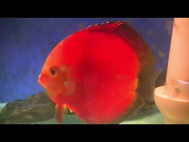 Продам пару Красных Дискусов #fish #fishaquarium #discus #aquarium #дискусы смотреть онлайн