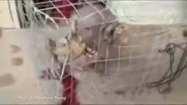 В Китае поймали живую Чупакабру смотреть онлайн