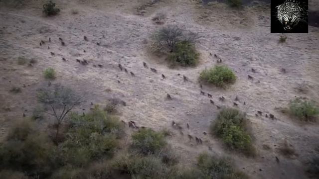 Осталось 100 лет, и Человек станет едой для паразитов! смотреть онлайн