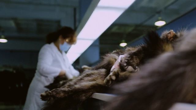 Меховая фабрика Elena Furs. Аукцион СОЮЗПУШНИНА смотреть онлайн