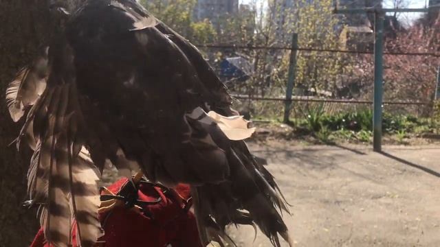 День птиц. Кошки атакуют! Нудная выноска хищных птиц... Книга о соколиной охоте!!!! смотреть онлайн