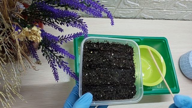 СЕЕМ ГАЦАНИЮ...САМОЕ ВАЖНОЕ.. смотреть онлайн