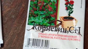 Поздний сорт клубники- Богота.Готовимся к посадки. Приморье.