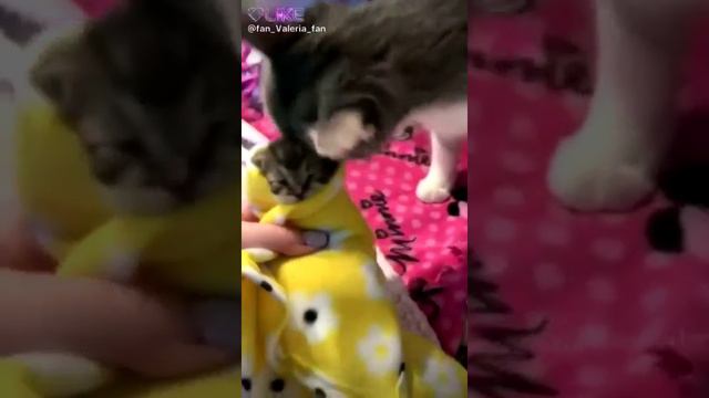 Реакция кошки на котёнка смотреть онлайн