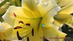 Лилия от-гибрид Ханимун (lilium ot hybrid honeymoon) ? обзор: как сажать, луковицы лилии Ханимун