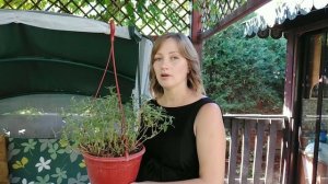 Вегетативная вербена. Подготовка маточного растения к черенкованию.