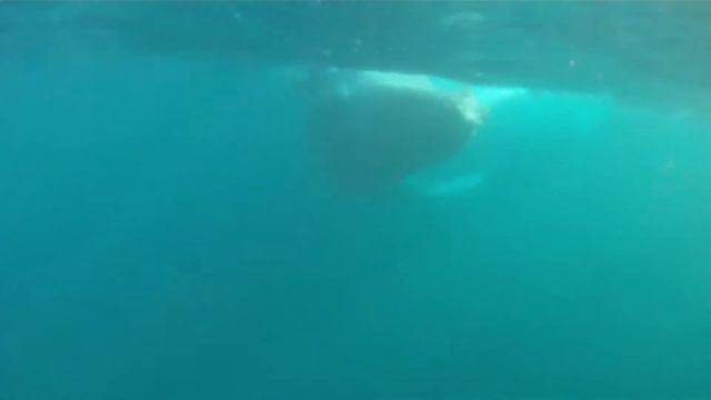 Лицом к лицу с китом/Face to face with the whale смотреть онлайн