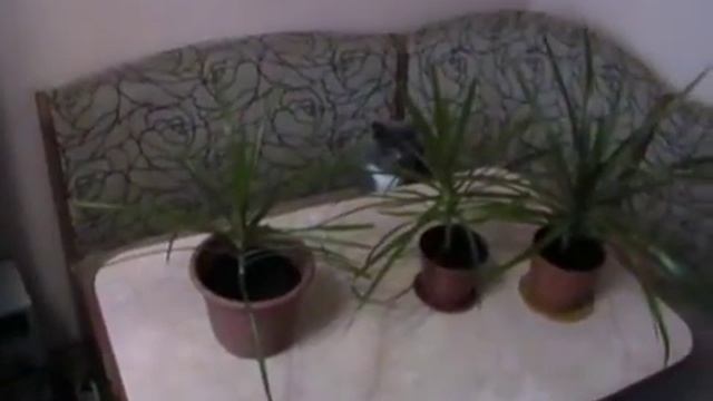 Как вырастить драцену дома. Часть 2.