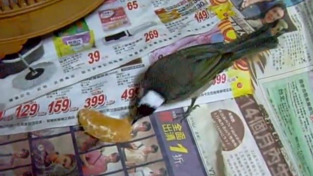 chinese bulbul eating mandarin смотреть онлайн