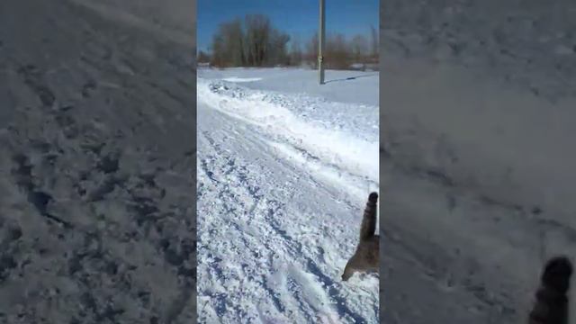 Западно сибирская лайка Тимофей и кот Тимофей смотреть онлайн