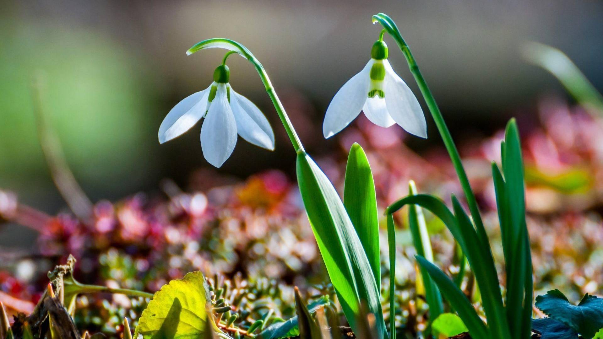 Фредерик Шопен - Весенний вальс [Chopin - Spring Waltz] смотреть онлайн