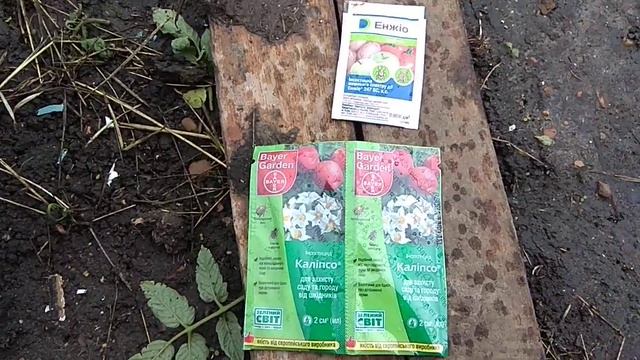 Калипсо, энжио и Колорадского жука не будет смотреть онлайн