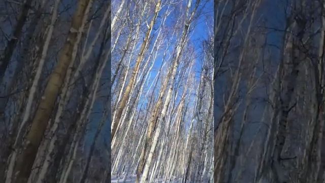 Охота на куницу на конях с лайкой смотреть онлайн