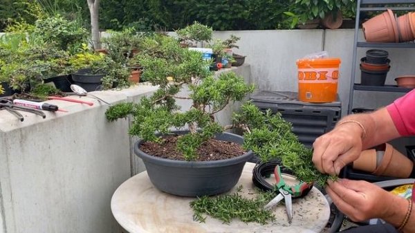 Fantastic Blooming Rosemary Bonsai. Cheap Herb Bonsai for beginners. ( turn on English subtitles )
