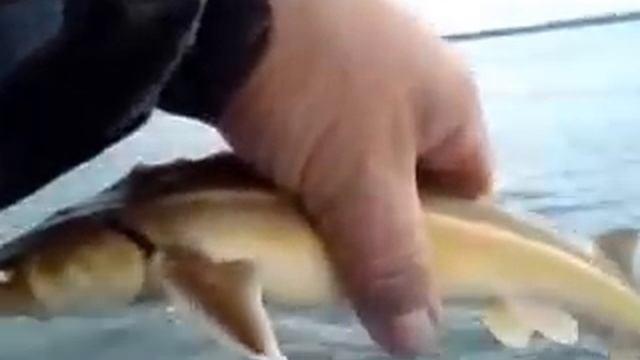 Стерлядь смотреть онлайн