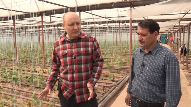 Тестирование гибридов огурца у Паши (03-04-2018) смотреть онлайн