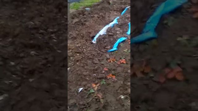 Удобрения виноградника под зиму. смотреть онлайн