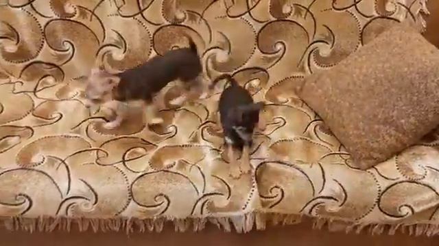 Продаются два щенка чихуахуа, мальчик и девочка. смотреть онлайн