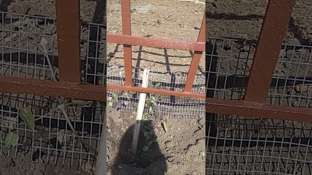 Посадили Клематис и сделали перголу. Ждём первых цветочков.