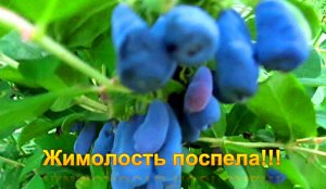 "Жимолость"#Огород#Сад#Дача