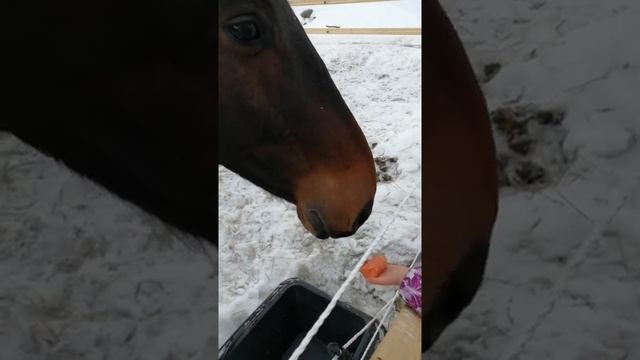 Приехали покормить ЛОШАДЕЙ. Horses in Finland смотреть онлайн