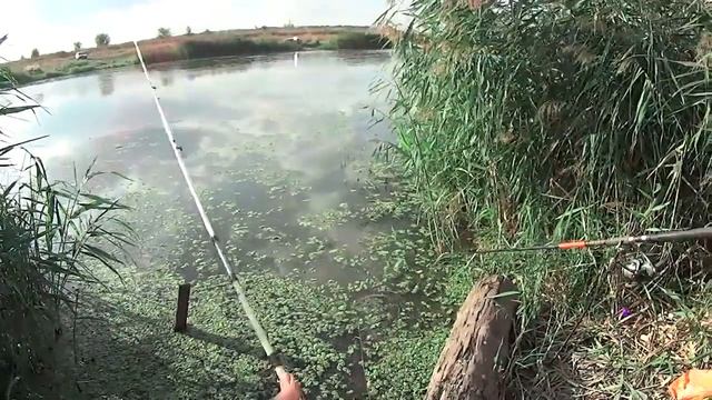 Отчет о рыбалке. Река Тузлов под Новочеркасском. смотреть онлайн