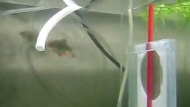 double spawning Cobalt Colisa lalia & Puntius tetrazona смотреть онлайн