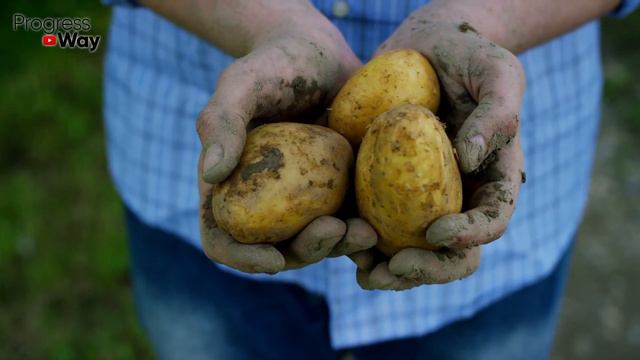 Для Домашних Цветов Лучше Этой Подкормки Ещё Не Придумали смотреть онлайн