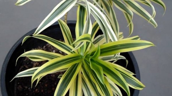 Tanaman hias dracaena refleksa - Tanaman Pleomele