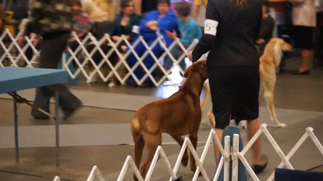 Saluki "Sammy D." GCh Aurora's The Song And Dance Man Mississippi State Kennel Club смотреть онлайн