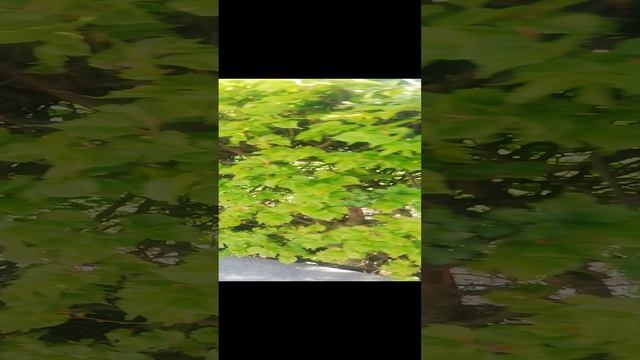 Птички. Весна. Тепло. ?