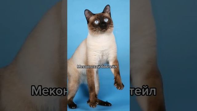 Самые злые породы кошек смотреть онлайн