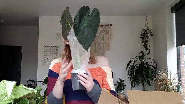 Lost Footage! HUGE Gabriella Greenhouse Unboxing | Syngonium, Pothos, Philodendron, Alocasia