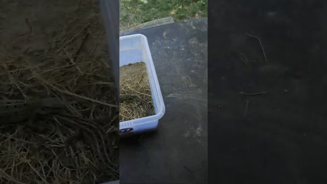 Наши ящерки смотреть онлайн