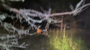 охота на барсука с карело-финской лайкой.