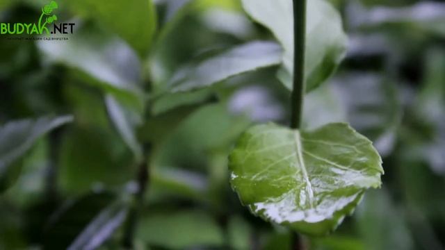 Випуск 81. Бересклет Форчуна Coloratus смотреть онлайн