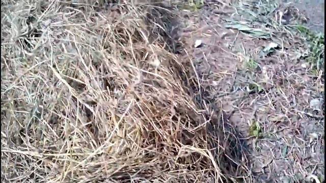 УРОЖАЙ НА УРА!!! Сажаем картофель под сено.. Быстро и легко)) смотреть онлайн