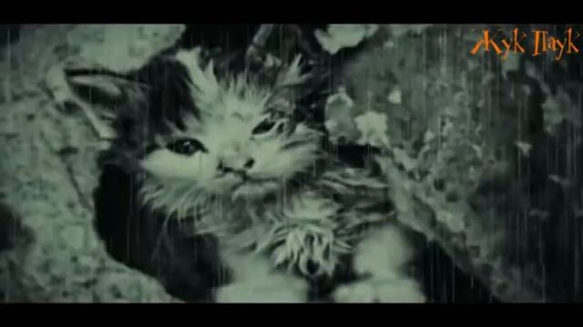 уродливый кот стих смотреть онлайн