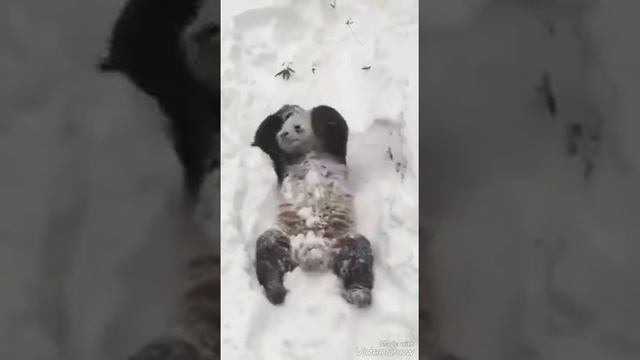 Панда зимой смотреть онлайн