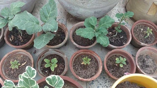 I REVIVED MY ALMOST DEAD GARDEN смотреть онлайн