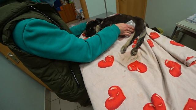 ИЗБИТЫЙ ЩЕНОК,ПОХОД В КЛИНИКУ ЧТО БУДЕТ ПРИГОВОР? смотреть онлайн