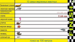 Сравнение скорости животных. Самые быстрые и самые медленные животные.